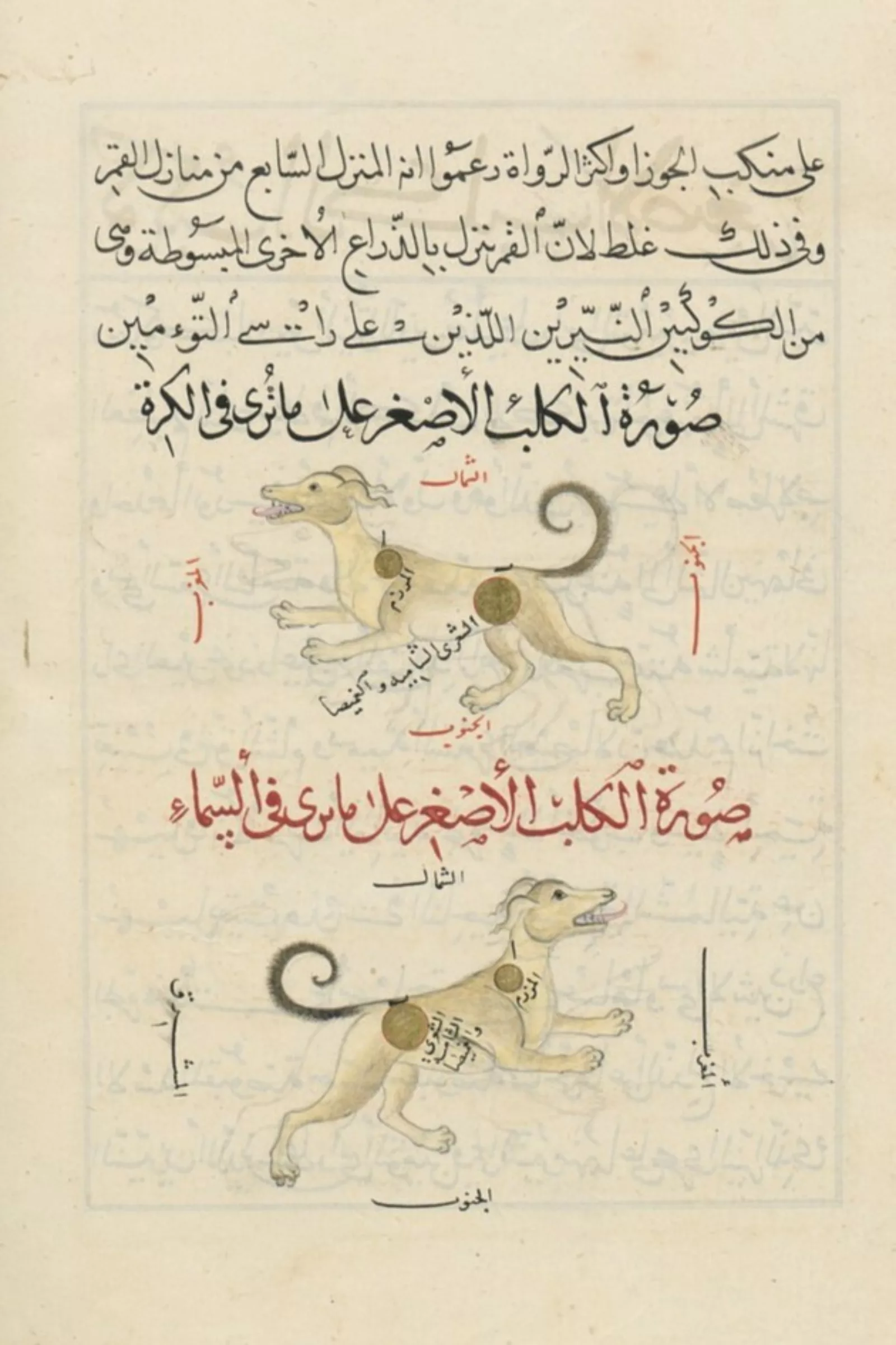 A page from a manuscript with Arabic writing and illustrations of two dogs.